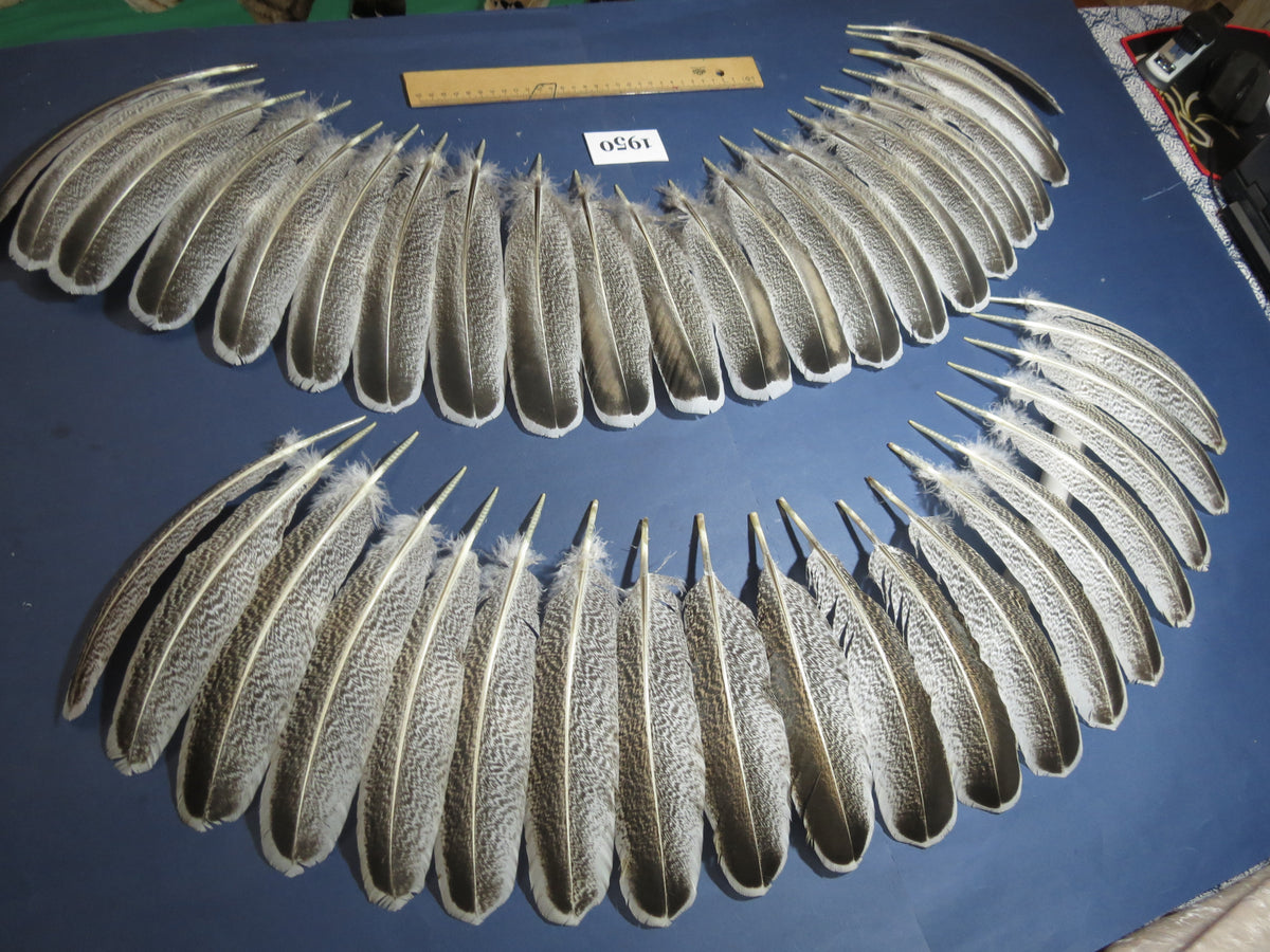 42 Pcs Natural Turkey Wing Feathers,Turkey Feathers,Fly Tying Material,Craft Feathers,Natural Feathers (1950)