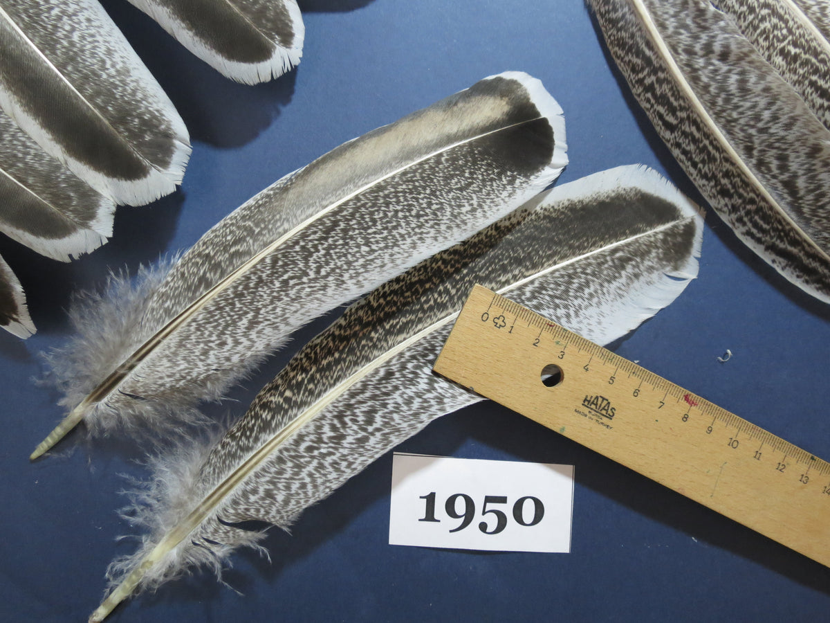 42 Pcs Natural Turkey Wing Feathers,Turkey Feathers,Fly Tying Material,Craft Feathers,Natural Feathers (1950)