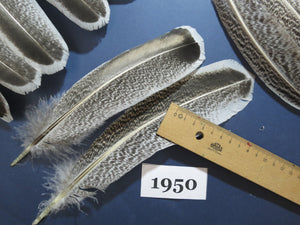 42 Pcs Natural Turkey Wing Feathers,Turkey Feathers,Fly Tying Material,Craft Feathers,Natural Feathers (1950)