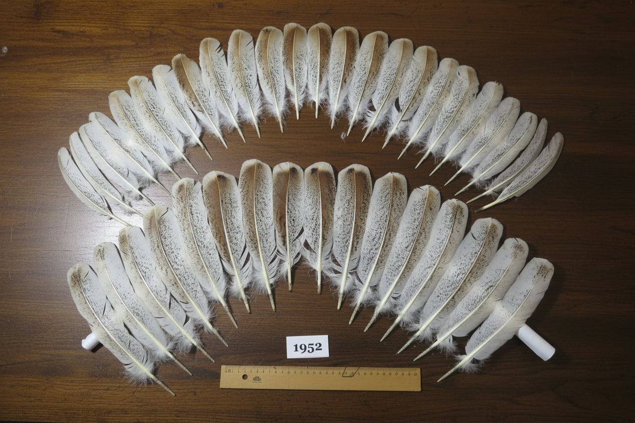 40 Pcs Natural Turkey Wing Feathers, Fly Tying Materials, Smudging Feathers (1952)