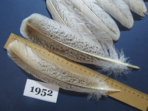 40 Pcs Natural Turkey Wing Feathers, Turkey Feathers,Fly Tying Material,Craft Feathers,Natural Feathers (1952)