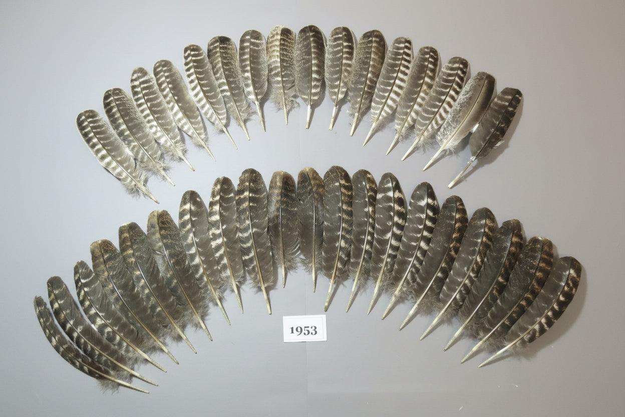 36 Pcs Barred Turkey Wing Feathers, Fly Tying Materials, Smudging Feathers (1953)