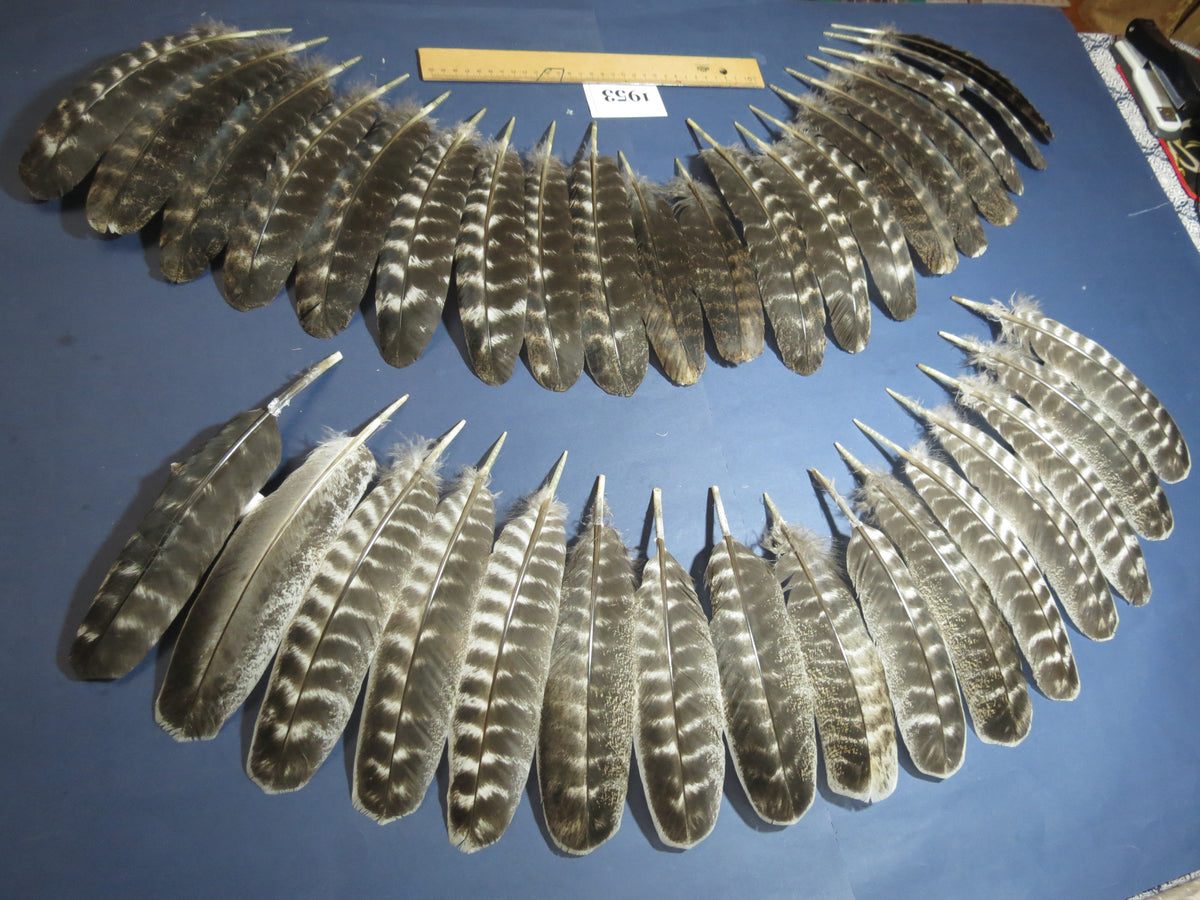 36 Pcs Barred Turkey Wing Feathers, Turkey Feathers,Fly Tying Material,Craft Feathers,Natural Feathers (1953)