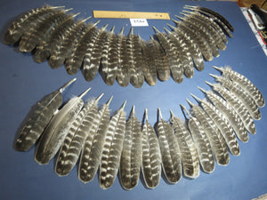36 Pcs Barred Turkey Wing Feathers, Turkey Feathers,Fly Tying Material,Craft Feathers,Natural Feathers (1953)