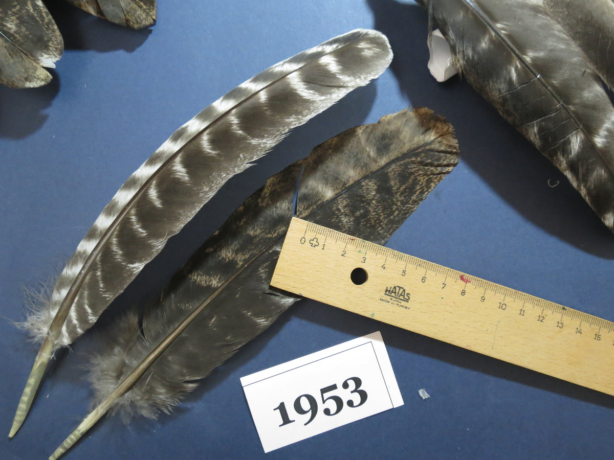 36 Pcs Barred Turkey Wing Feathers, Turkey Feathers,Fly Tying Material,Craft Feathers,Natural Feathers (1953)