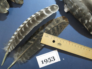 36 Pcs Barred Turkey Wing Feathers, Turkey Feathers,Fly Tying Material,Craft Feathers,Natural Feathers (1953)