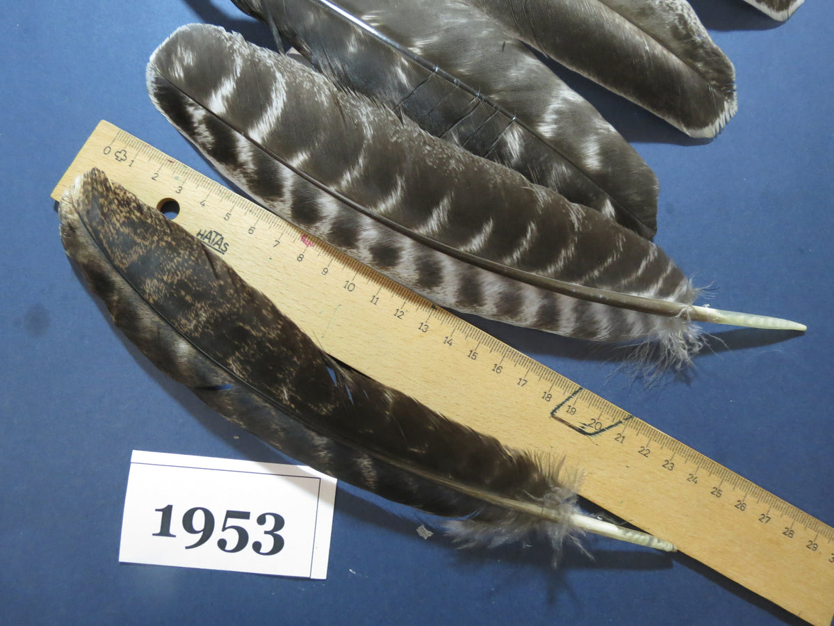 36 Pcs Barred Turkey Wing Feathers, Turkey Feathers,Fly Tying Material,Craft Feathers,Natural Feathers (1953)