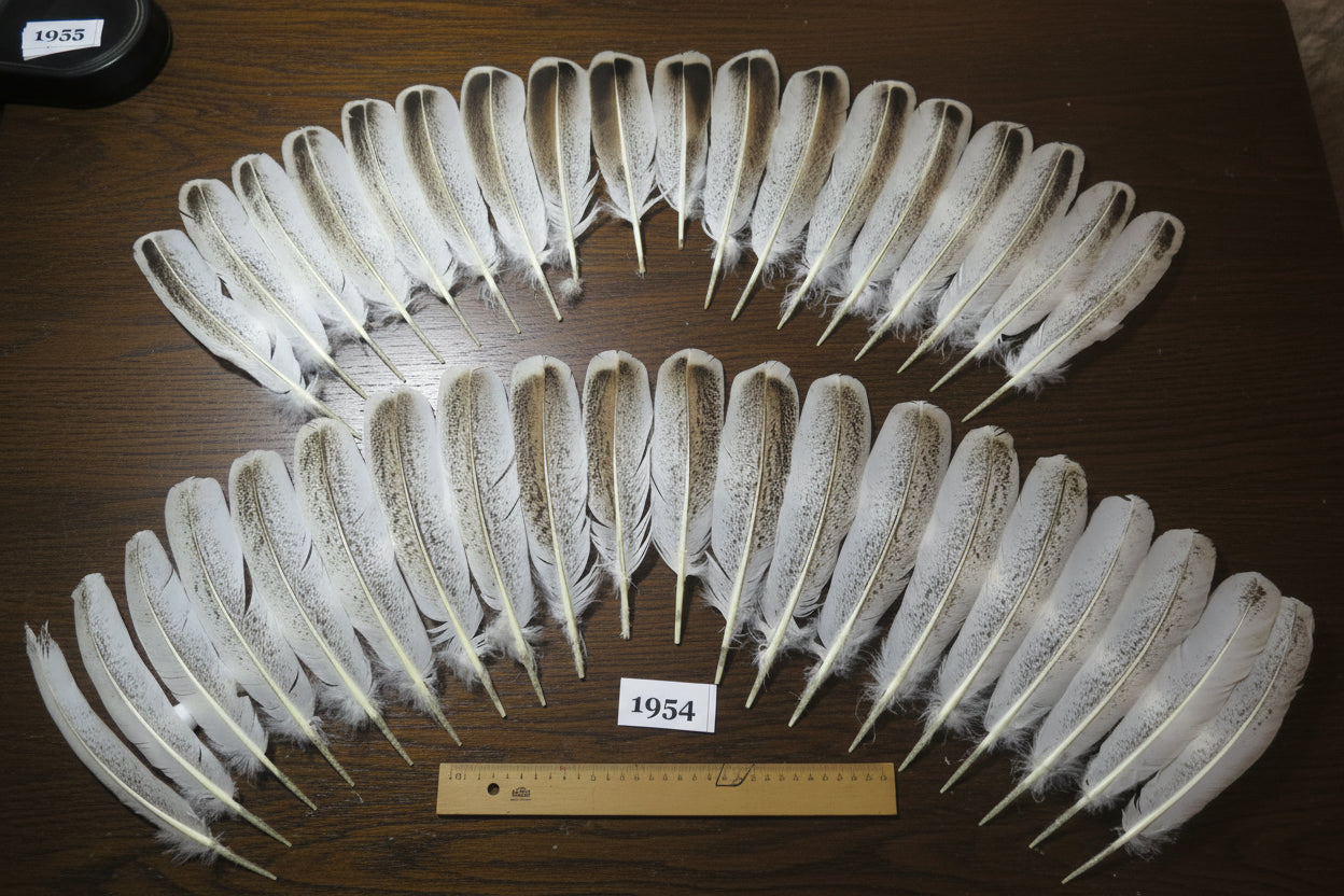 38 Pcs Natural Turkey Wing Feathers, Fly Tying Materials, Smudging Feathers (1954)