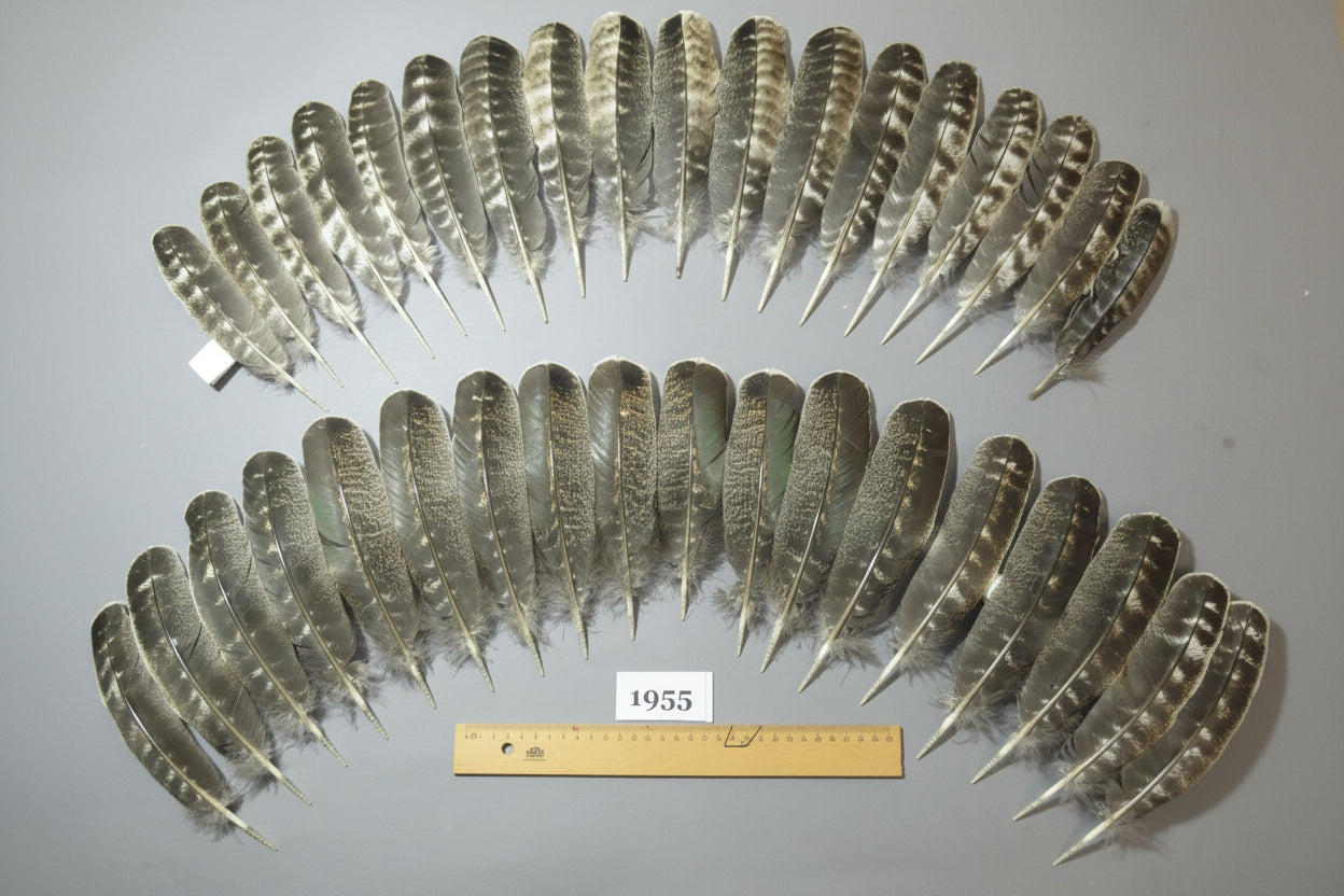 36 Pcs Barred Turkey Wing Feathers, Fly Tying Materials, Smudging Feathers (1955)