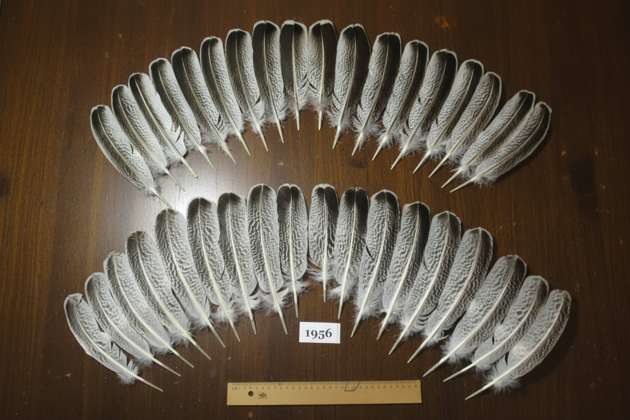 36 Pcs Natural Turkey Wing Feathers, Fly Tying Materials, Smudging Feathers (1956)
