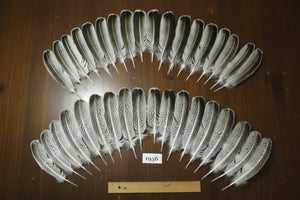36 Pcs Natural Turkey Wing Feathers, Turkey Feathers,Fly Tying Material,Craft Feathers,Natural Feathers (1956)