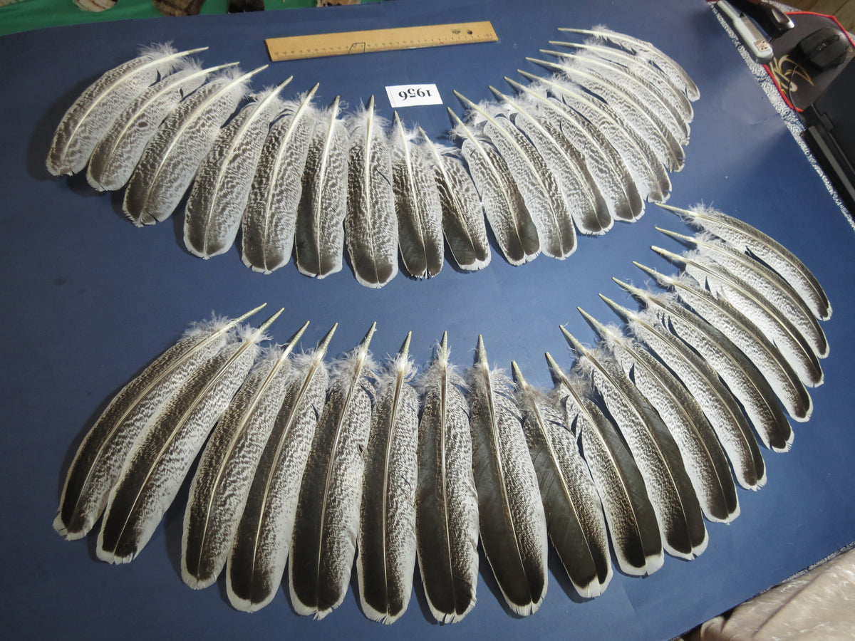 36 Pcs Natural Turkey Wing Feathers, Turkey Feathers,Fly Tying Material,Craft Feathers,Natural Feathers (1956)
