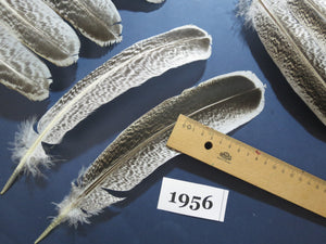 36 Pcs Natural Turkey Wing Feathers, Turkey Feathers,Fly Tying Material,Craft Feathers,Natural Feathers (1956)