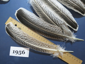 36 Pcs Natural Turkey Wing Feathers, Turkey Feathers,Fly Tying Material,Craft Feathers,Natural Feathers (1956)