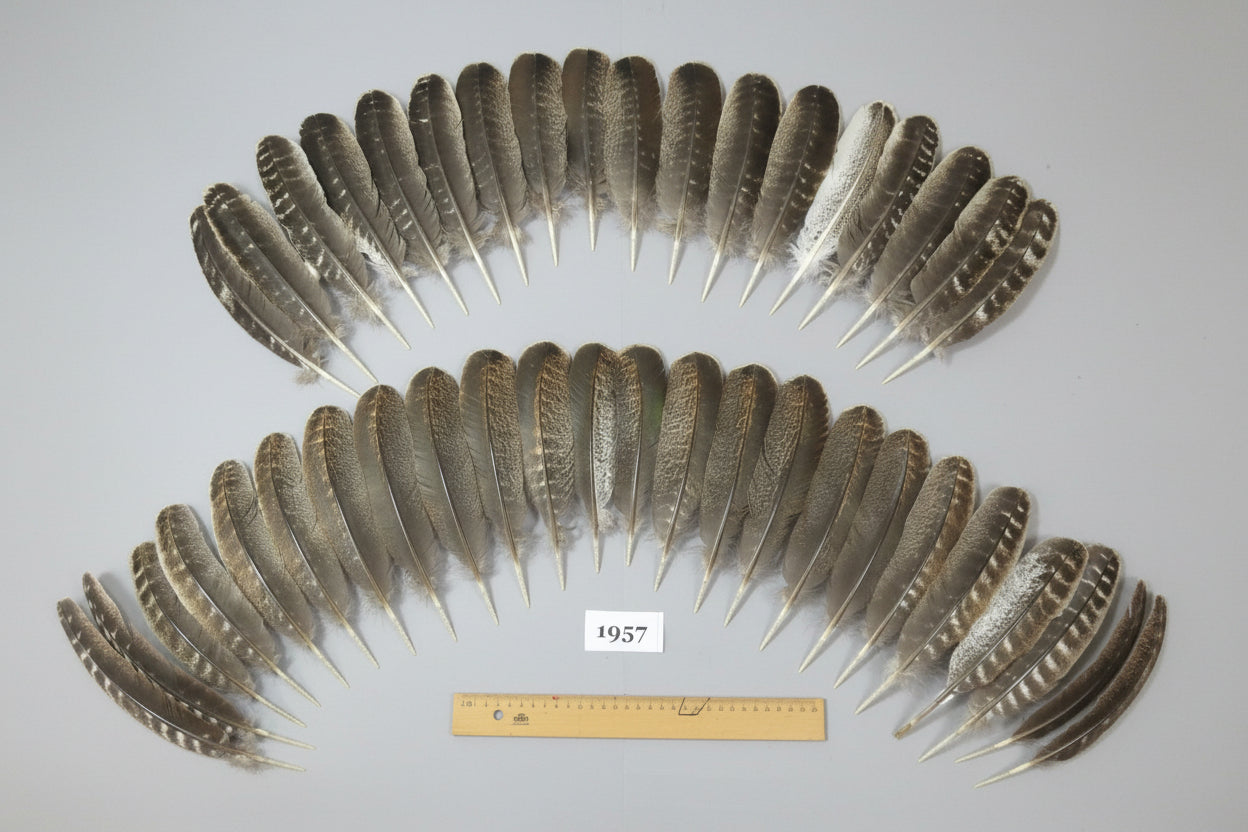 42 Pcs Barred Turkey Wing Feathers, Fly Tying Materials, Smudging Feathers (1957)