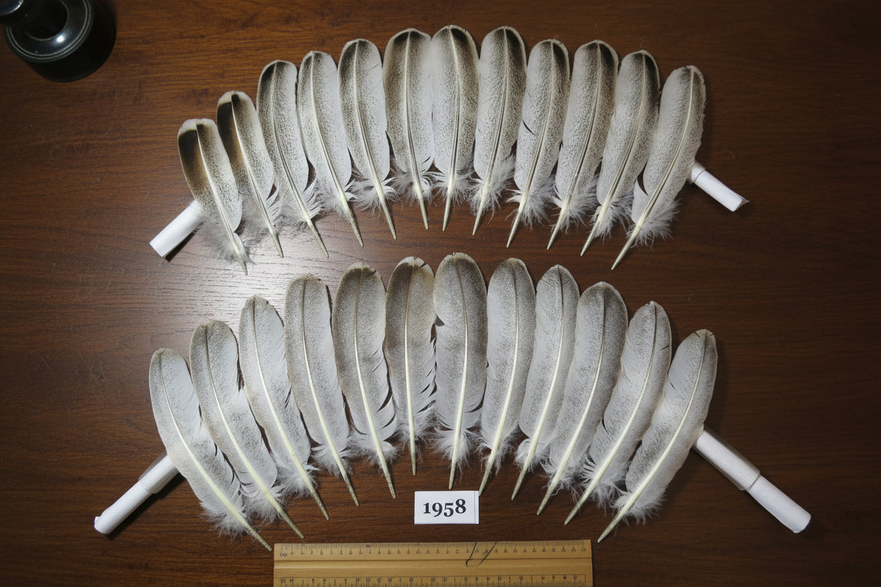 24 Pcs Natural Turkey Wing Feathers, Fly Tying Materials, Smudging Feathers (1958)
