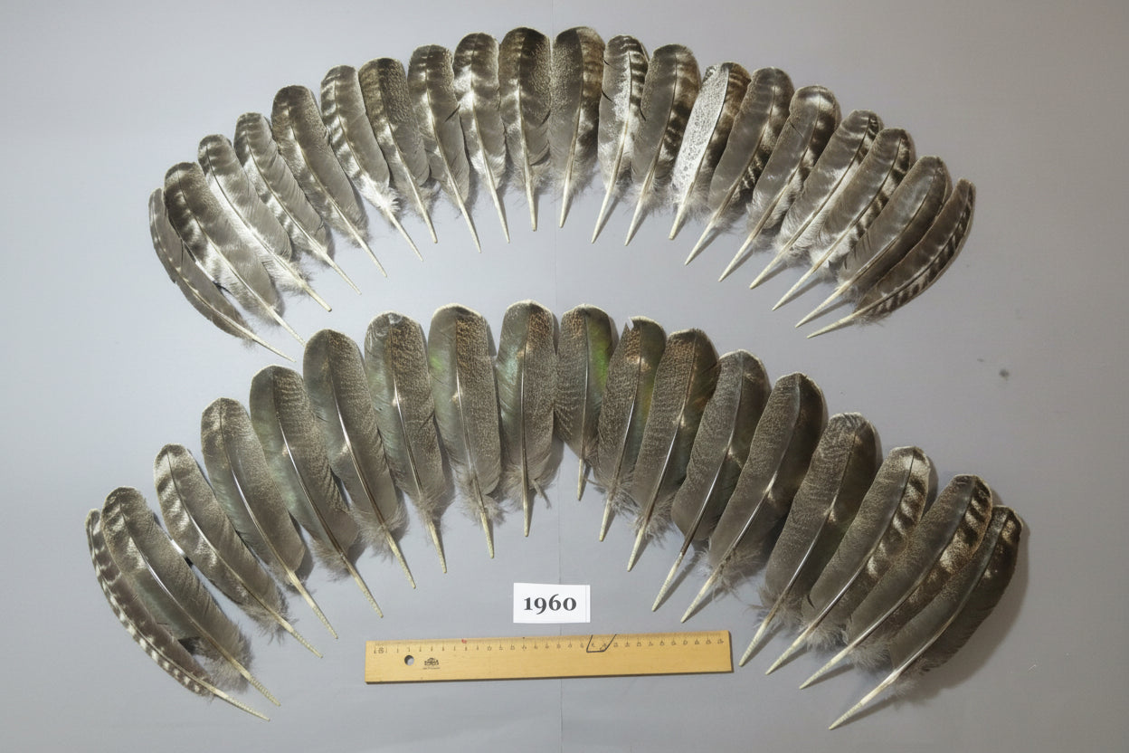 38 Pcs Barred Turkey Wing Feathers, Fly Tying Materials, Smudging Feathers (1960)