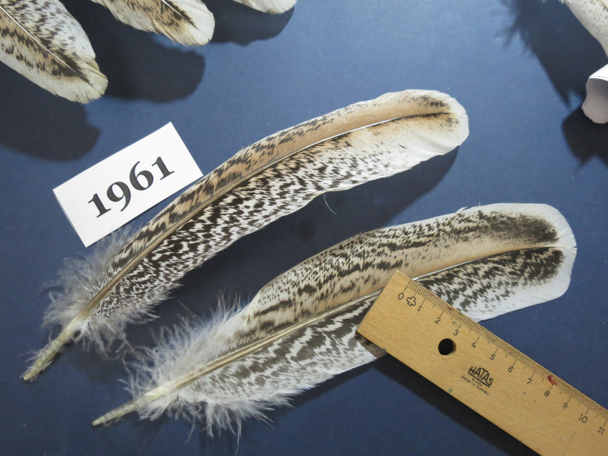 36 Pcs Natural Turkey Wing Feathers, Fly Tying Materials, Hat Feathers (1961)