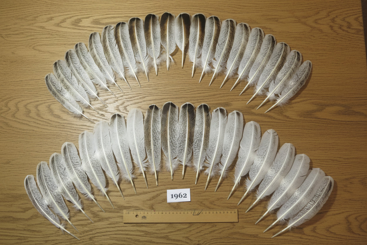 40 Pcs Natural Turkey Wing Feathers, Fly Tying Materials, Native Feathers (1962)