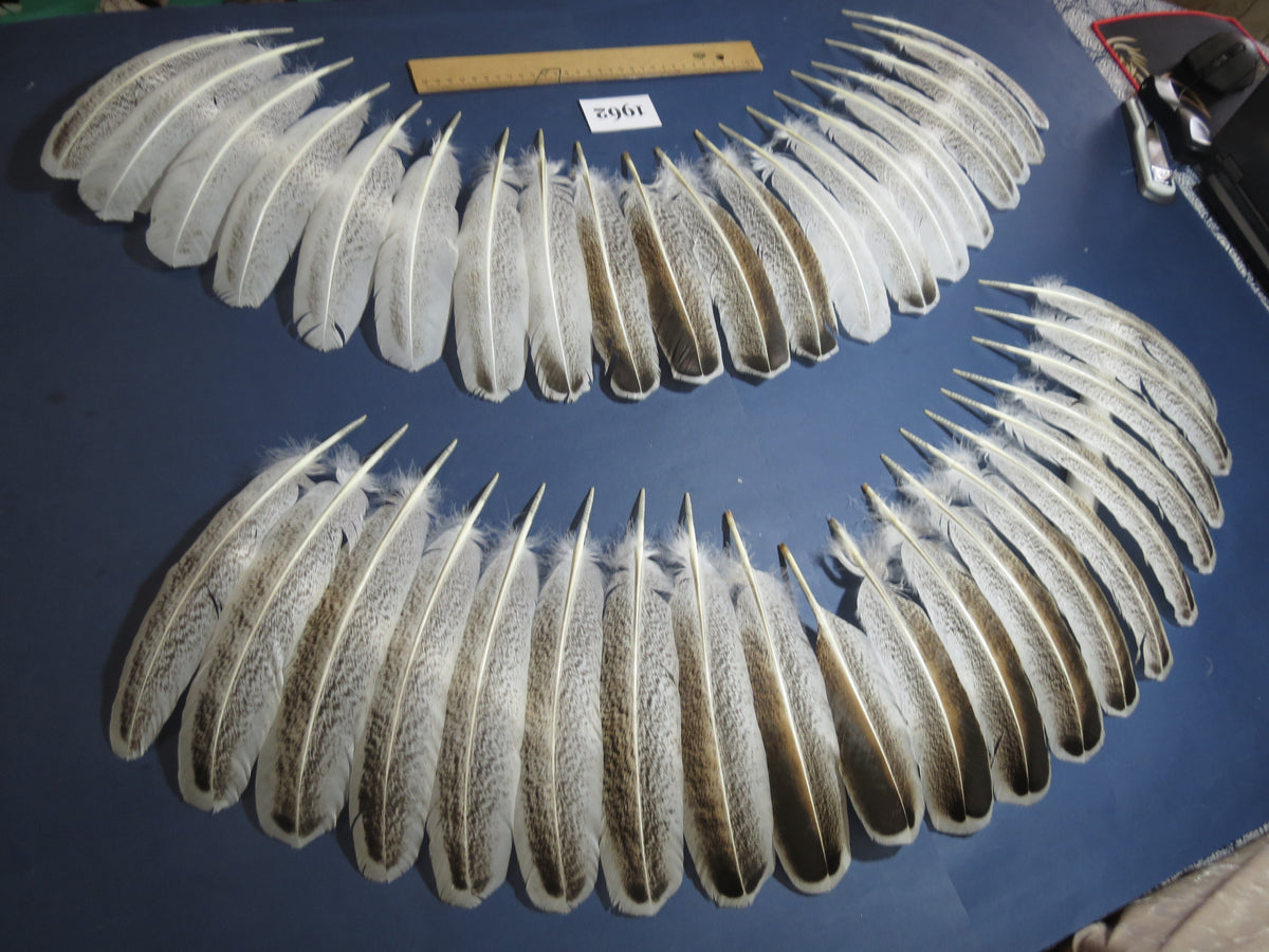 40 Pcs Natural Turkey Wing Feathers, Turkey Feathers,Fly Tying Material,Craft Feathers,Natural Feathers(1962)