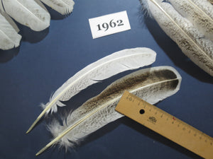 40 Pcs Natural Turkey Wing Feathers, Turkey Feathers,Fly Tying Material,Craft Feathers,Natural Feathers(1962)
