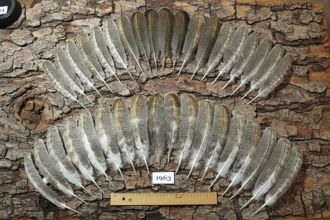 36 Pcs Natural Oak Turkey Wing Feathers, Fly Tying Materials, Cowboy Hat Feathers (1963)