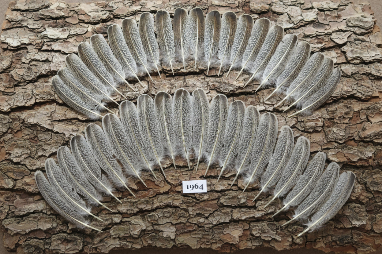 42 Pcs Natural Turkey Wing Feathers, Fly Tying Materials, Wedding Feathers (1964)