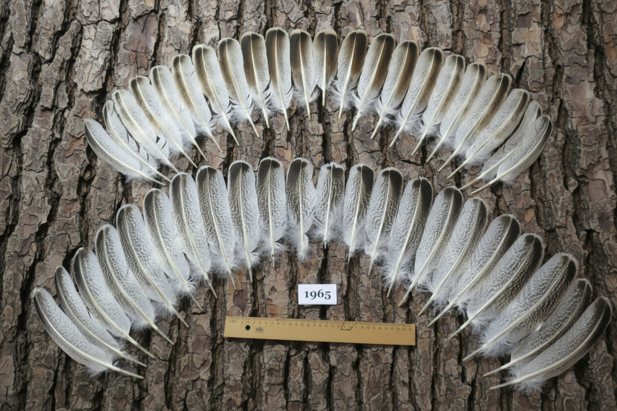44 Pcs Natural Turkey Wing Feathers, Fly Tying Materials, Unique Feathers (1965)