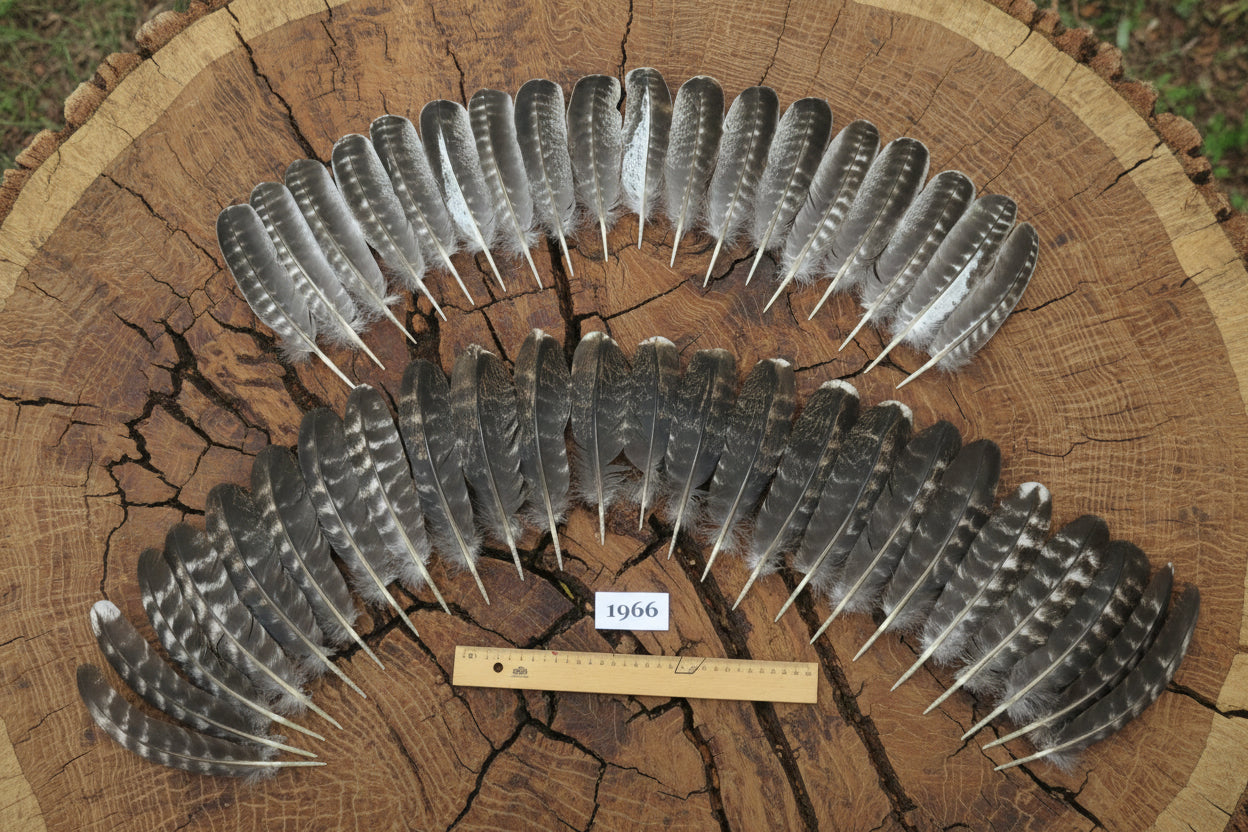 42 Pcs Barred Turkey Wing Feathers, Fly Tying Materials, Rare Feathers (1966)