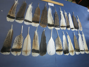 24 Pcs Natural Turkey Tail Feathers, Fly Tying Materials, Genuine Feathers (MIX-31)