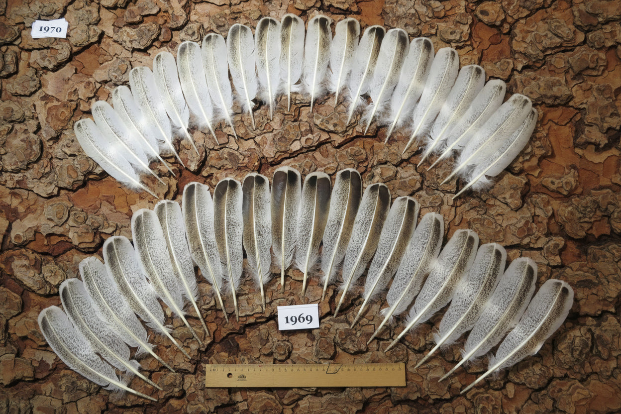 38 Pcs Natural Turkey Wing Feathers, Fly Tying Materials, Smudging Feathers (1969)