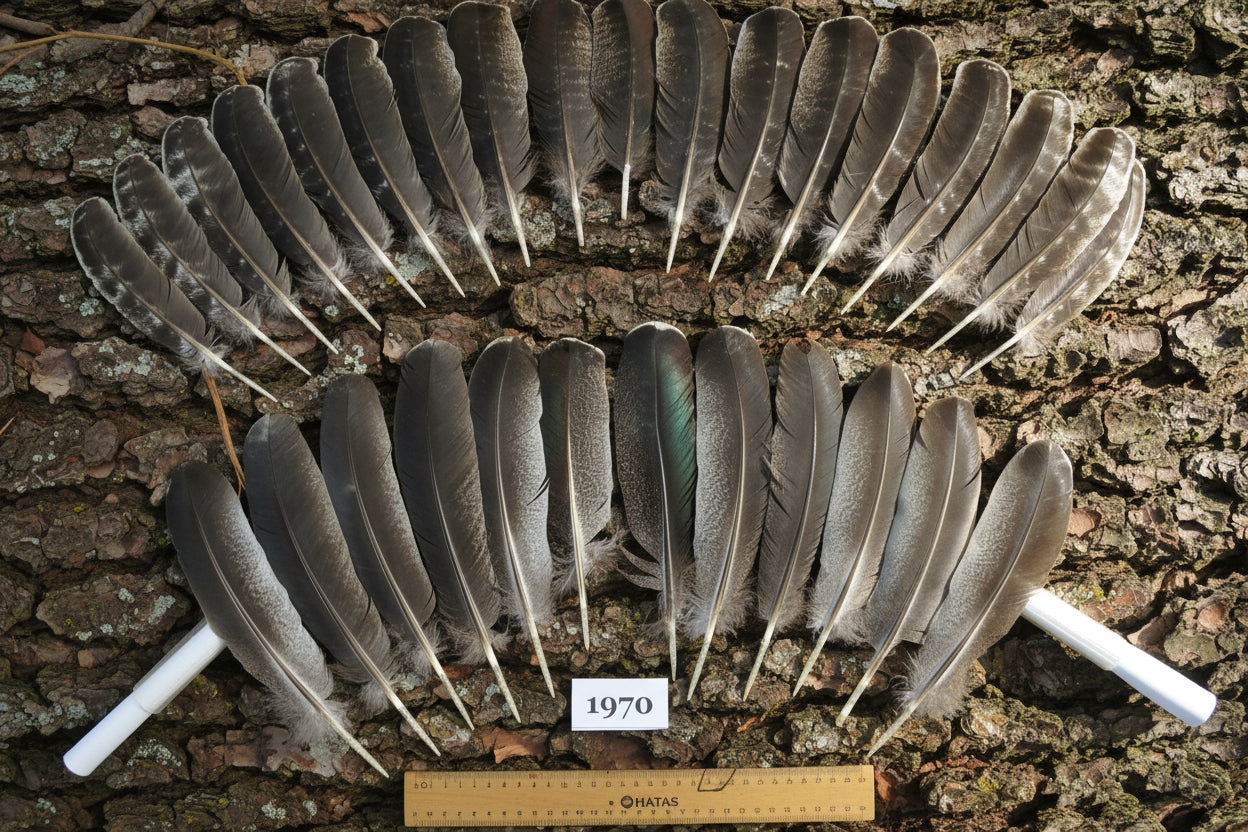 30 Pcs Natural Turkey Wing Feathers, Fly Tying Materials, Smudging Feathers (1970)