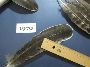 30 Pcs Natural Turkey Wing Feathers, Turkey Feathers,Fly Tying Material,Craft Feathers,Natural Feathers (1970)