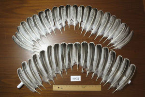 40 Pcs Natural Turkey Wing Feathers, Fly Tying Materials, Turkey Feathers (1975)