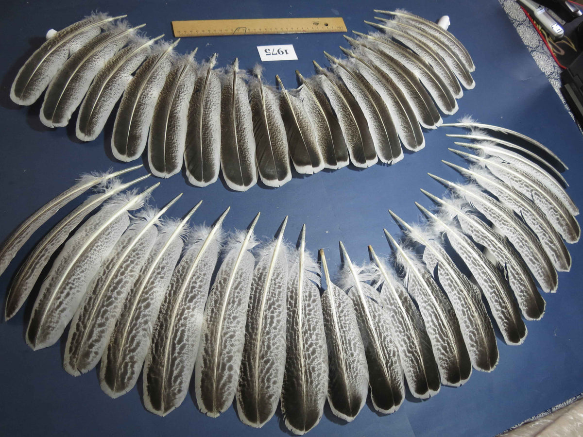 40 Pcs Natural Turkey Wing Feathers, Fly Tying Materials, Turkey Feathers (1975)