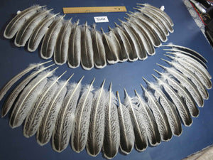 40 Pcs Natural Turkey Wing Feathers, Fly Tying Materials, Turkey Feathers (1975)