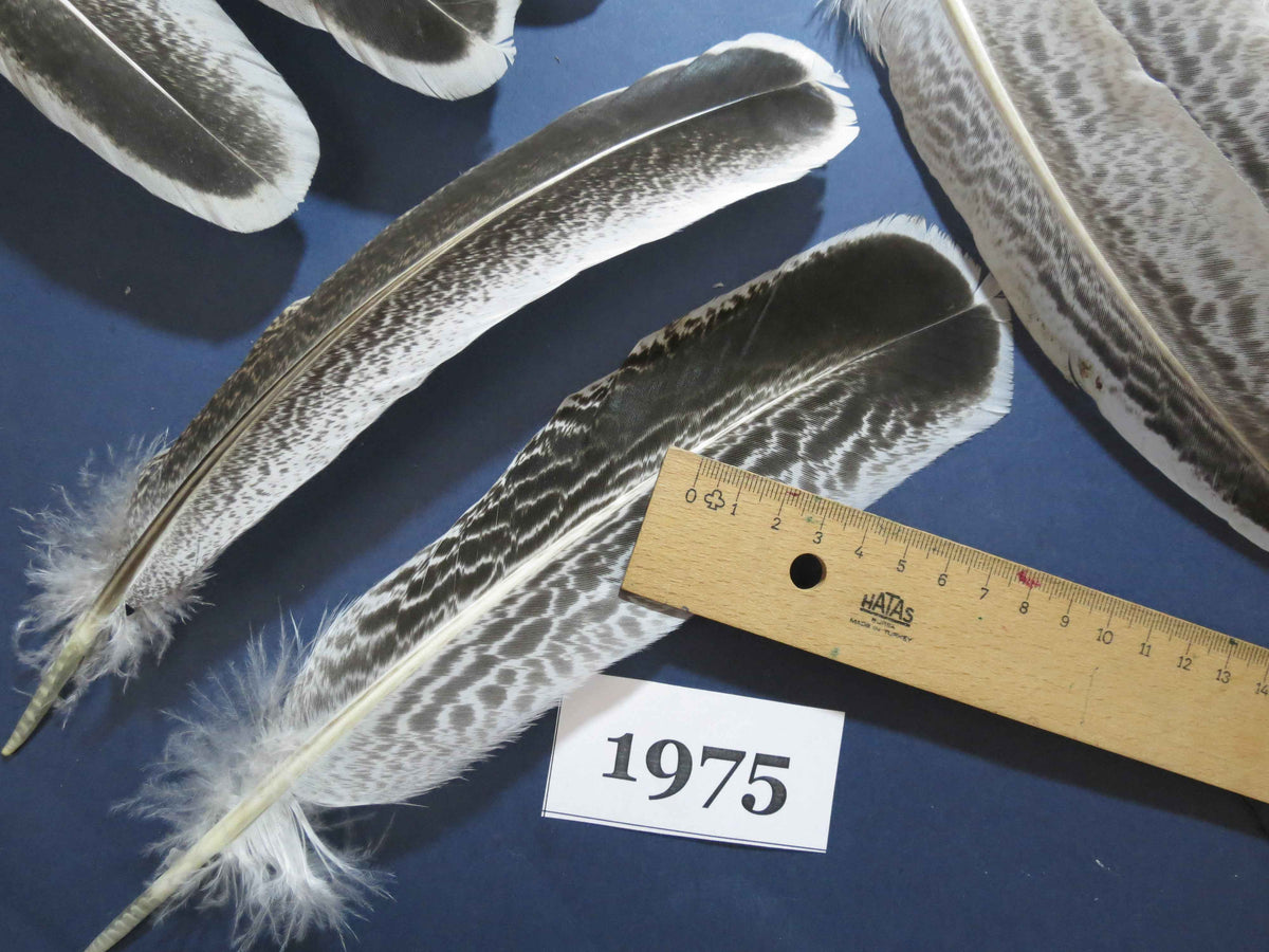 40 Pcs Natural Turkey Wing Feathers, Fly Tying Materials, Turkey Feathers (1975)