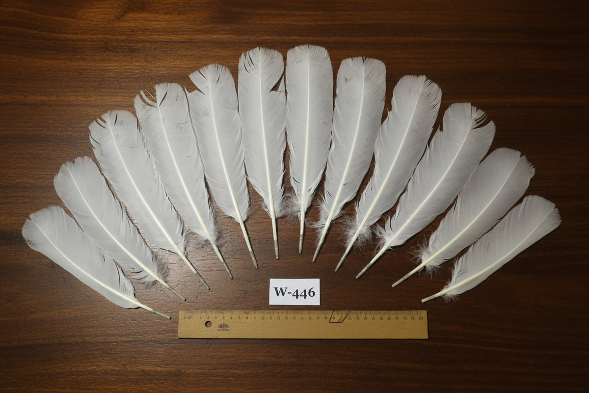 12 Pcs White Turkey Tail Feathers, Fly Tying Materials,Long Feathers. (W-446)