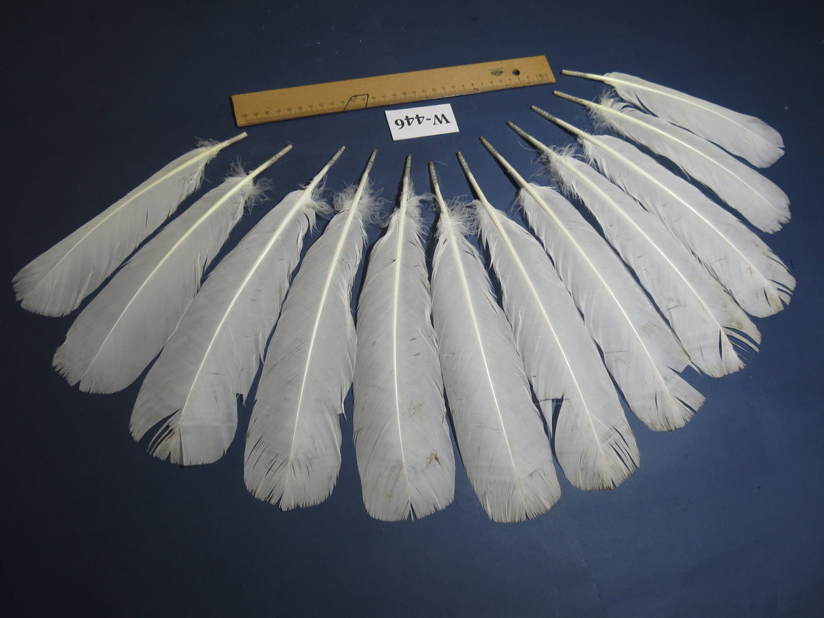 12 Pcs White Turkey Tail Feathers, Fly Tying Materials,Long Feathers. (W-446)