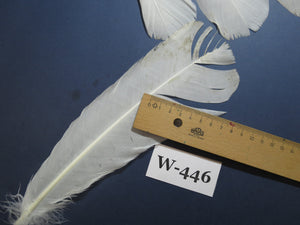 12 Pcs White Turkey Tail Feathers, Fly Tying Materials,Long Feathers. (W-446)