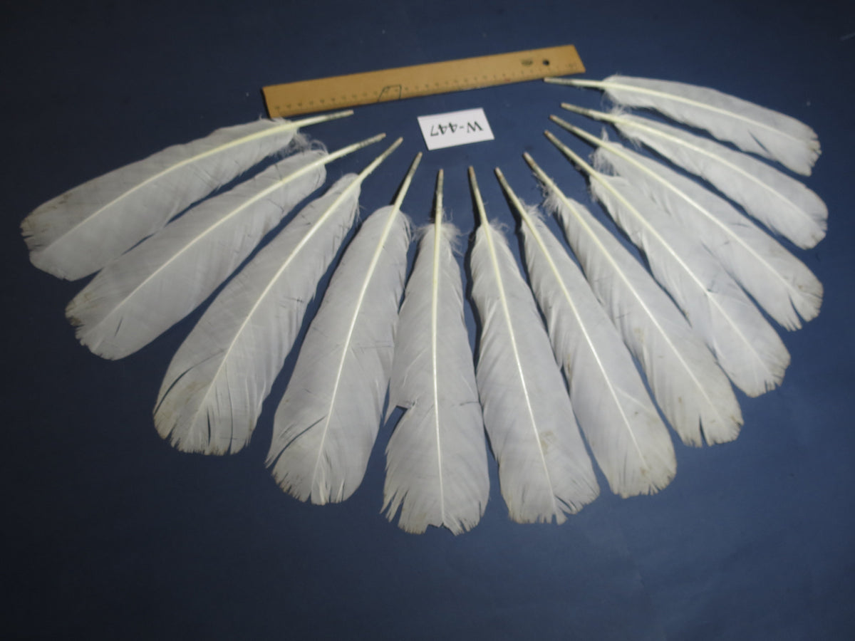12 Pcs White Turkey Tail Feathers, Fly Tying Materials,Long Feathers. (W-447)