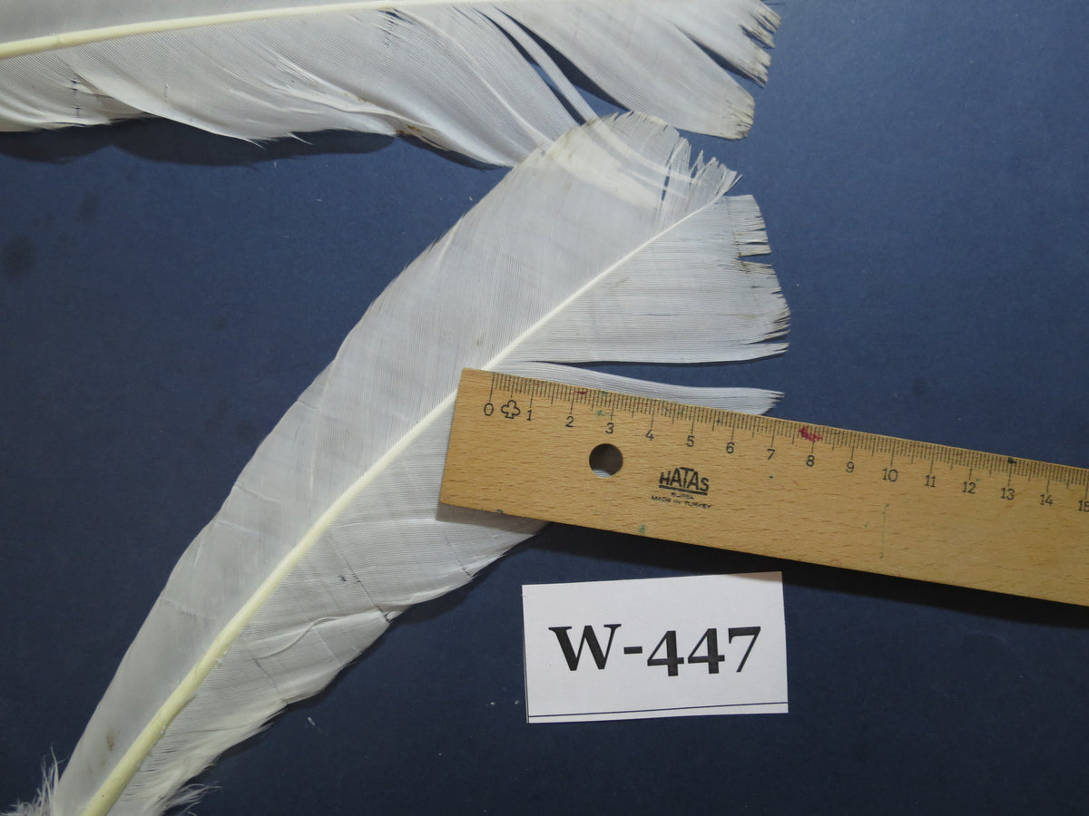 12 Pcs White Turkey Tail Feathers, Fly Tying Materials,Long Feathers. (W-447)
