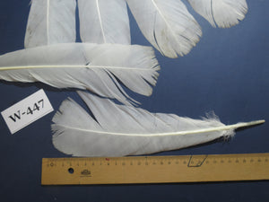 12 Pcs White Turkey Tail Feathers, Fly Tying Materials,Long Feathers. (W-447)