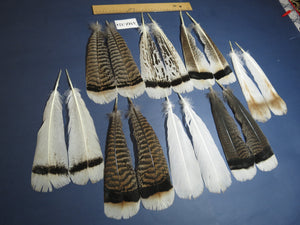 8 Pairs Turkey Feathers, Tail Feathers, Turkey Feathers,Fly Tying Material,Craft Feathers,Natural Feathers (AMZ-324)