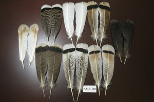 8 Pairs Turkey Feathers, Tail Feathers, Turkey Feathers,Fly Tying Material,Craft Feathers,Natural Feathers (AMZ-328)