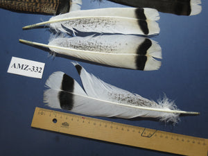 8 Pairs Turkey Feathers, Tail Feathers, Turkey Feathers,Fly Tying Material,Craft Feathers,Natural Feathers (AMZ-332)