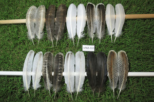 10 Pairs Turkey Wing Feathers, Amazing Feathers, Fly Tying Materials,(AMZ-333)