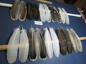 10 Pairs Turkey Wing Feathers, Amazing Feathers, Fly Tying Materials,(AMZ-333)