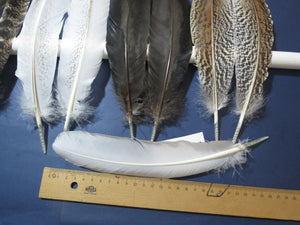 10 Pairs Turkey Wing Feathers, Amazing Feathers, Fly Tying Materials,(AMZ-333)