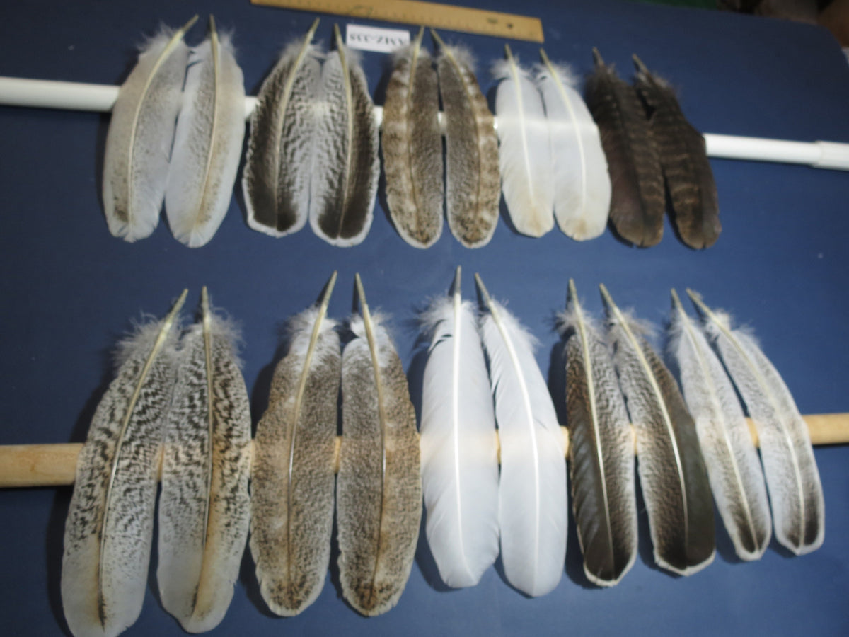 10 Pairs Turkey Wing Feathers, Amazing Feathers, Fly Tying Materials,(AMZ-335)